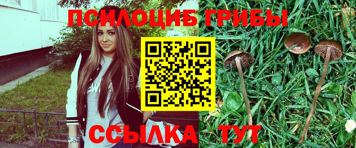 Псилоцибиновые грибы Psilocybine cubensis Сертолово